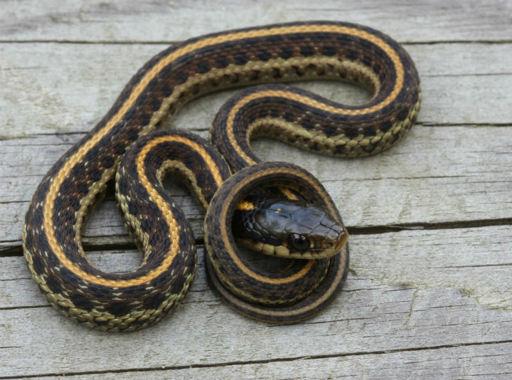 Coast Garter Snake